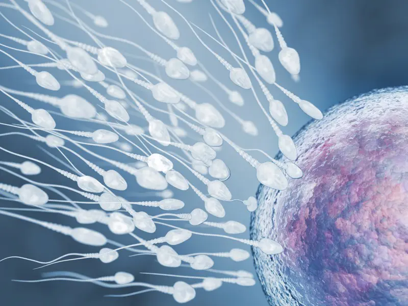 FERTILITAT