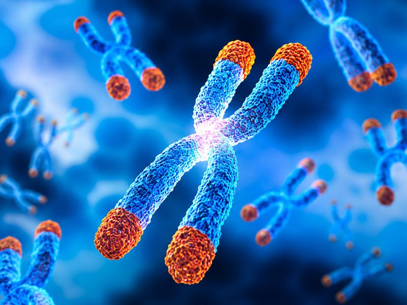 Longitud Telomèrica: la clau biològica de l'envelliment